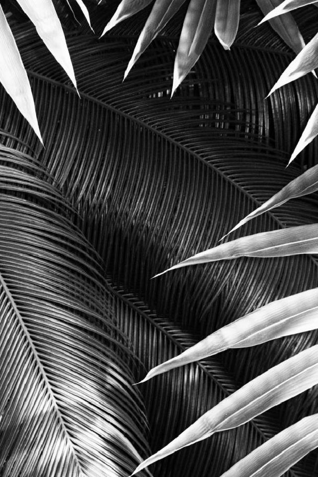 Black and White Palm Trees